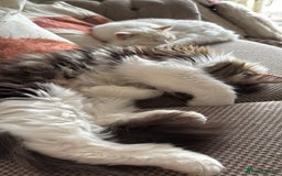 Norwegian Forest Cat cats for sale: Summer - Image 2