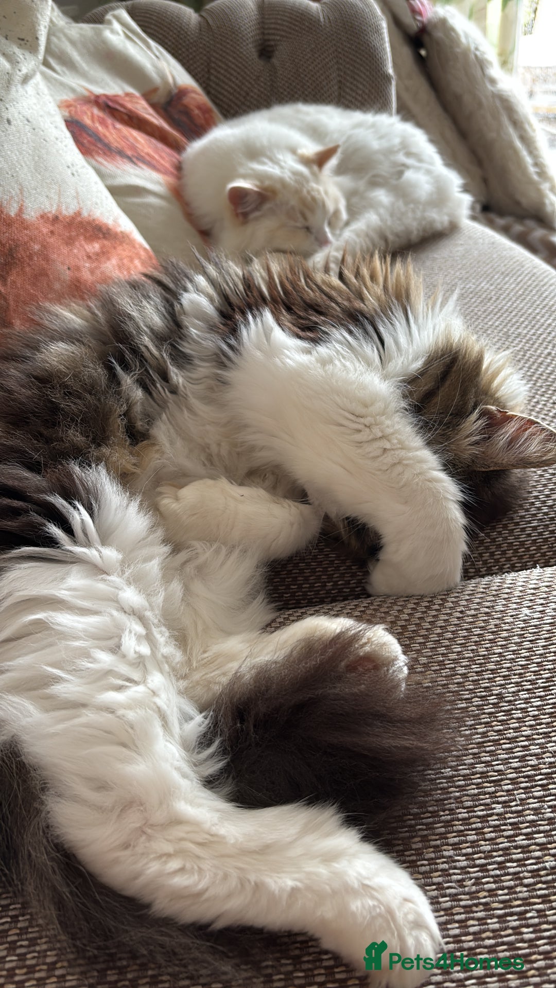 Norwegian Forest Cat cats for sale: Summer - Image 2