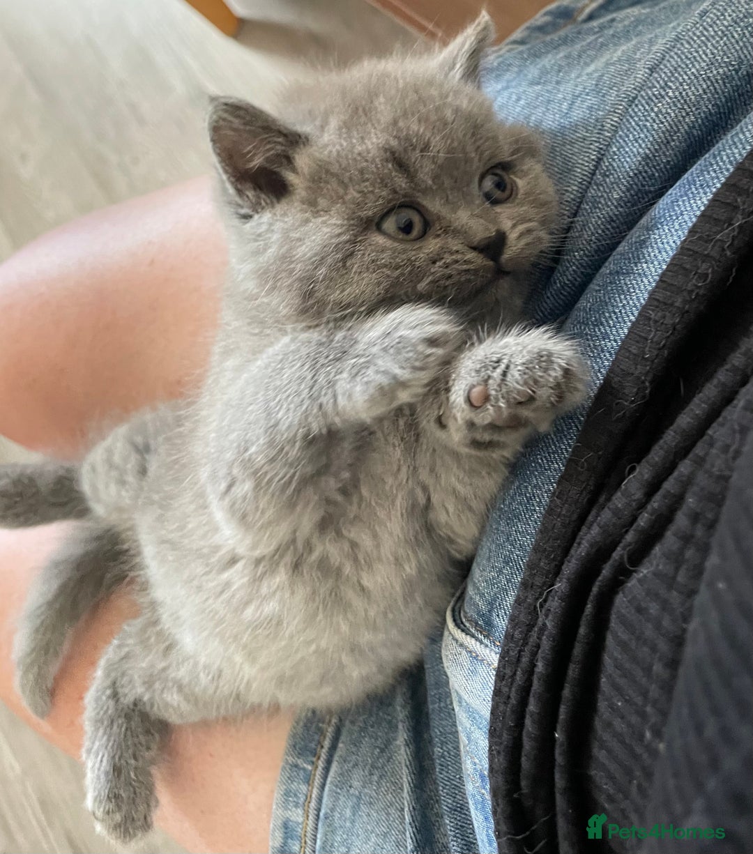 British Shorthair cats for sale:  Gorgeous  pedigree Bsh kittens Ready now  - Image 14