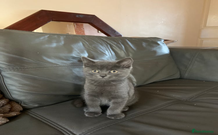 British Shorthair cats - Advert 1