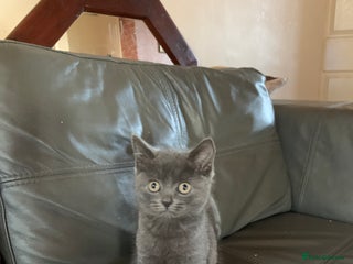 British Shorthair cats - Advert 10