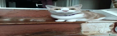 Mia
