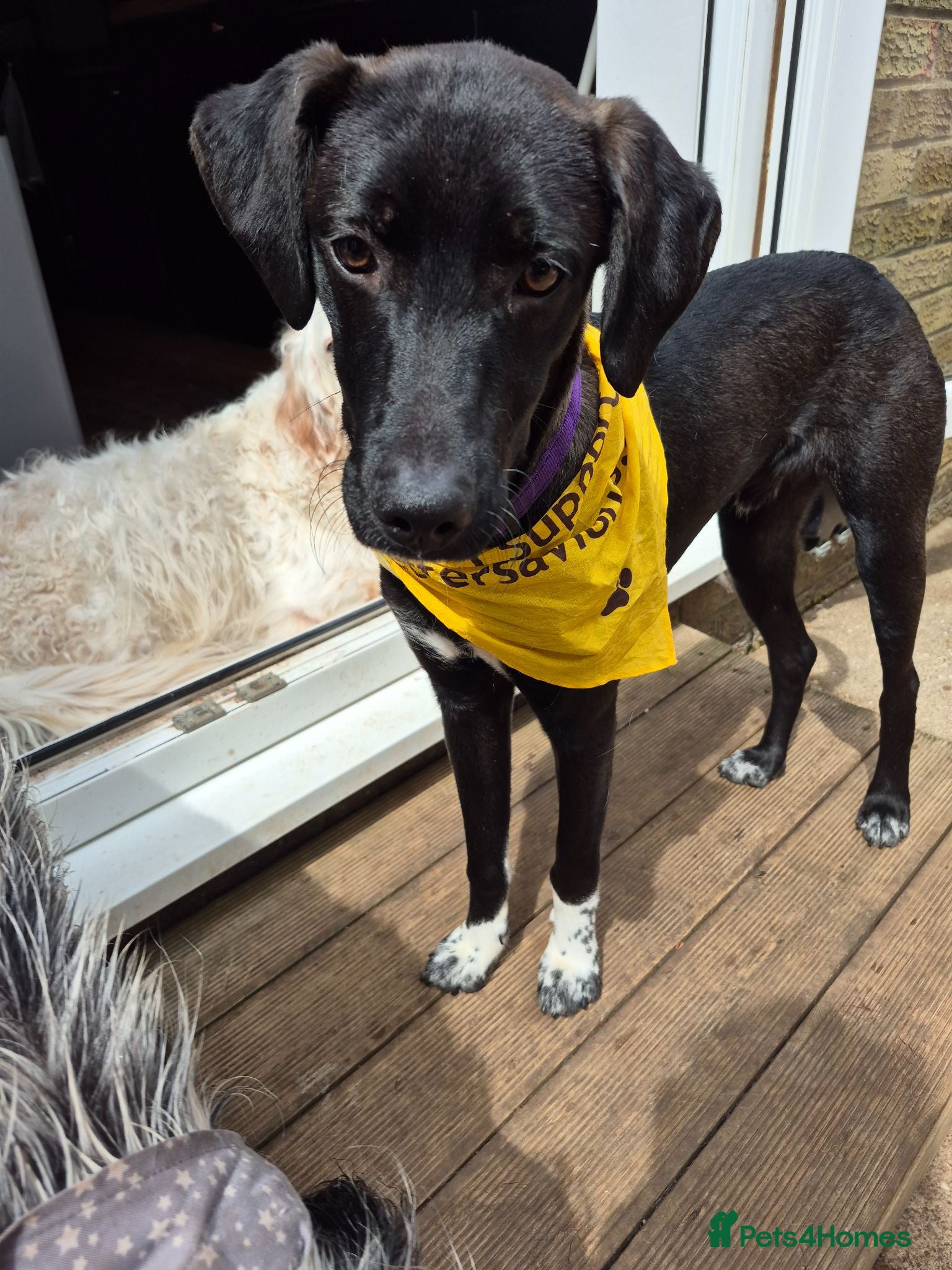 Mixed Breed dogs LEBBY - Advert 3