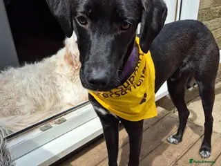 Mixed Breed dogs LEBBY - Advert 3