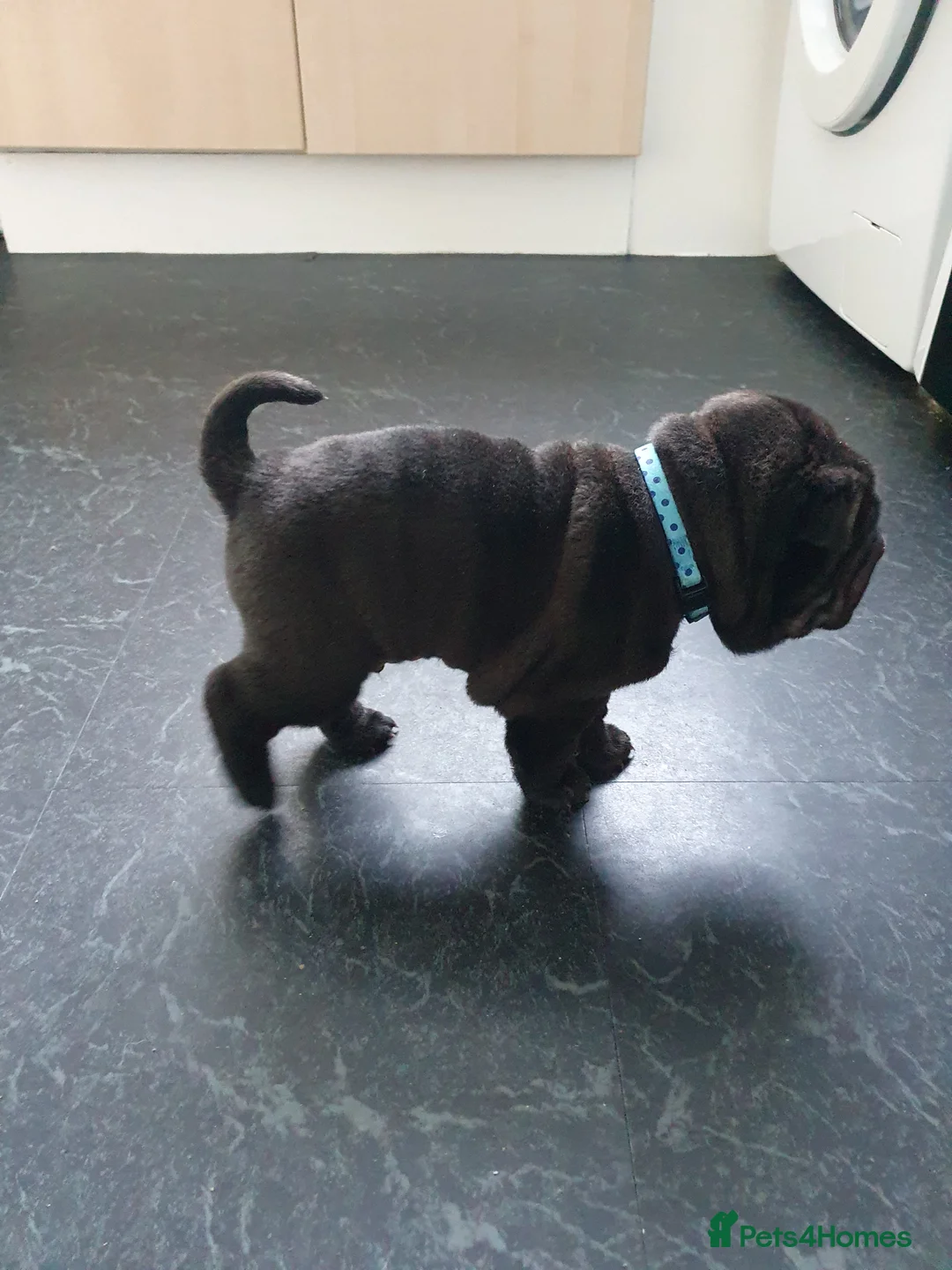 Shar Pei dogs for sale: Stunning KC Registered Shar Pei puppies - Advert 15