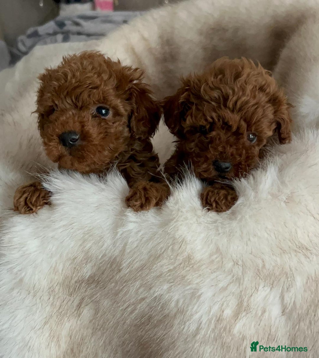 Toy Poodle dogs for sale: Asian toy poodle girls  - Advert 6