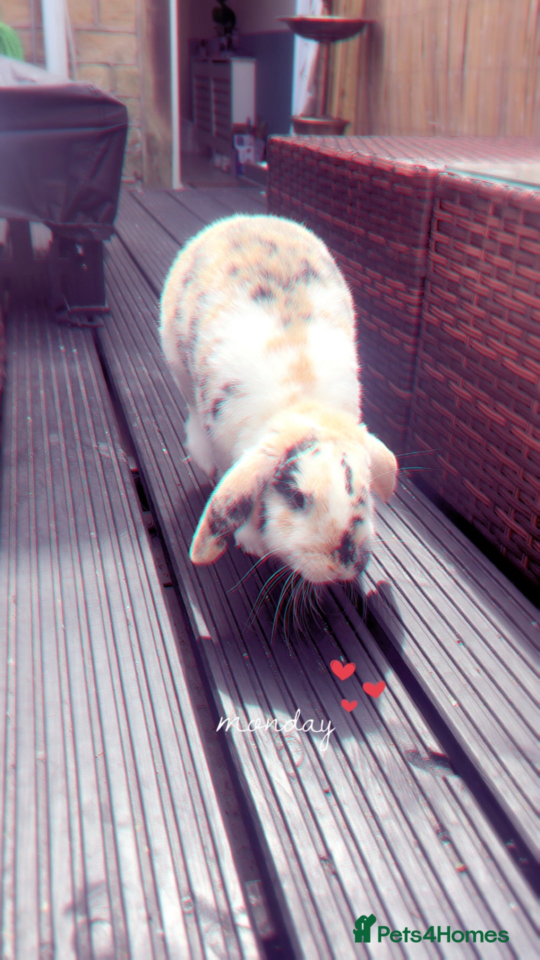 Lionhead rabbits for sale: Two male lionhead X Lop rabbits  - Image 3