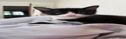 Mixed Breed cats for sale: Beautiful Russian Blue X BS looking for homes - Advert 5