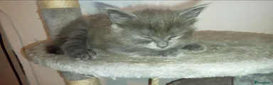 Grey fluffy kitten