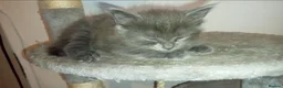 Mixed Breed cats for sale: 4 beautiful kittens looking for the forever home  in Bristol - Advert 2