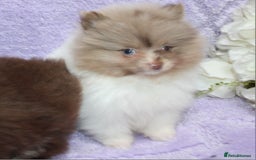 Pomeranian dogs for sale: PARTI MERLE QUALITY KC POMERANIANS - Image 4