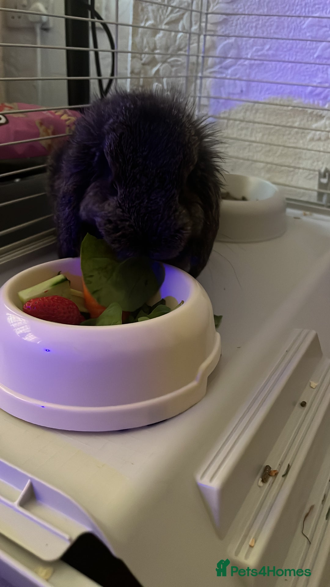 Mini Lop rabbits for sale: Mj the rabbit  - Image 1