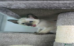Siamese cats for sale: Your Heart Will Melt! Amazing Siamese Kittens! - Image 12