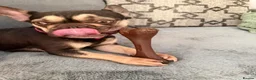 French Bulldog dogs for sale: Frenchie puppies - Advert 2