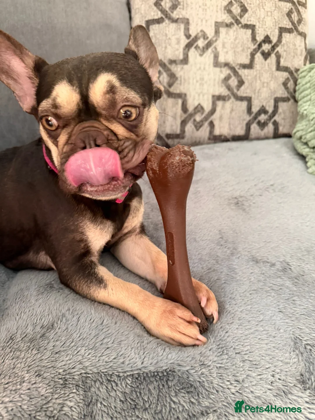 French Bulldog dogs for sale: Frenchie puppies - Advert 2