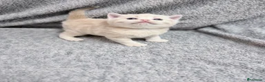 British Shorthair Kitten 2