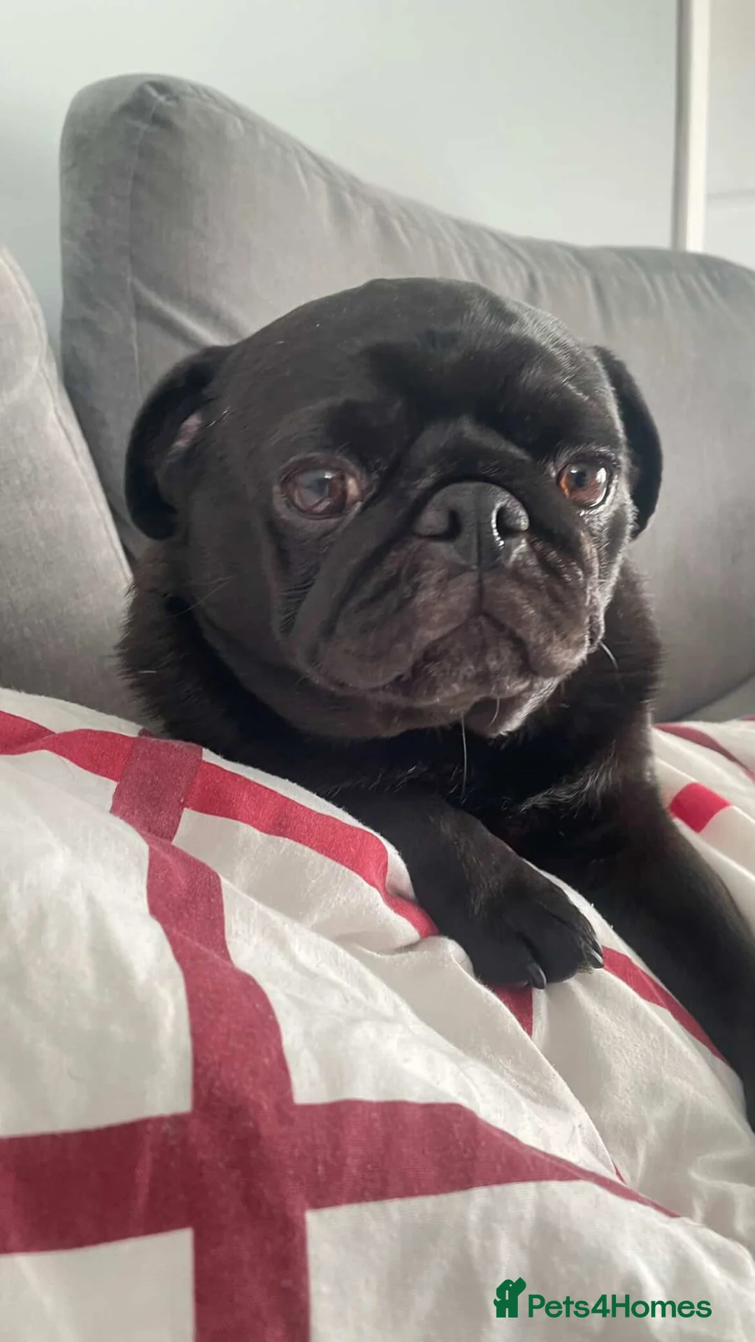 Pug dogs for sale: A Pug and a Jug for rehoming in Birmingham - Advert 6