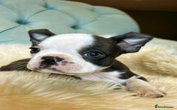 Boston Terrier dogs for sale: Top show quality KC registered Boston pups  - Image 6