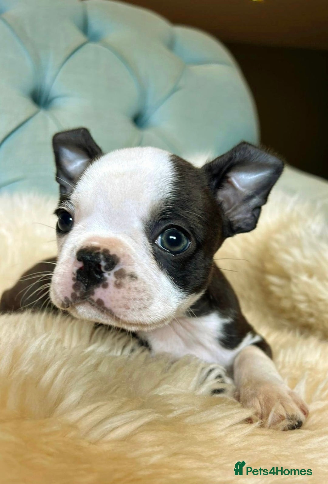 Boston Terrier dogs for sale: Top show quality KC registered Boston pups  - Image 6