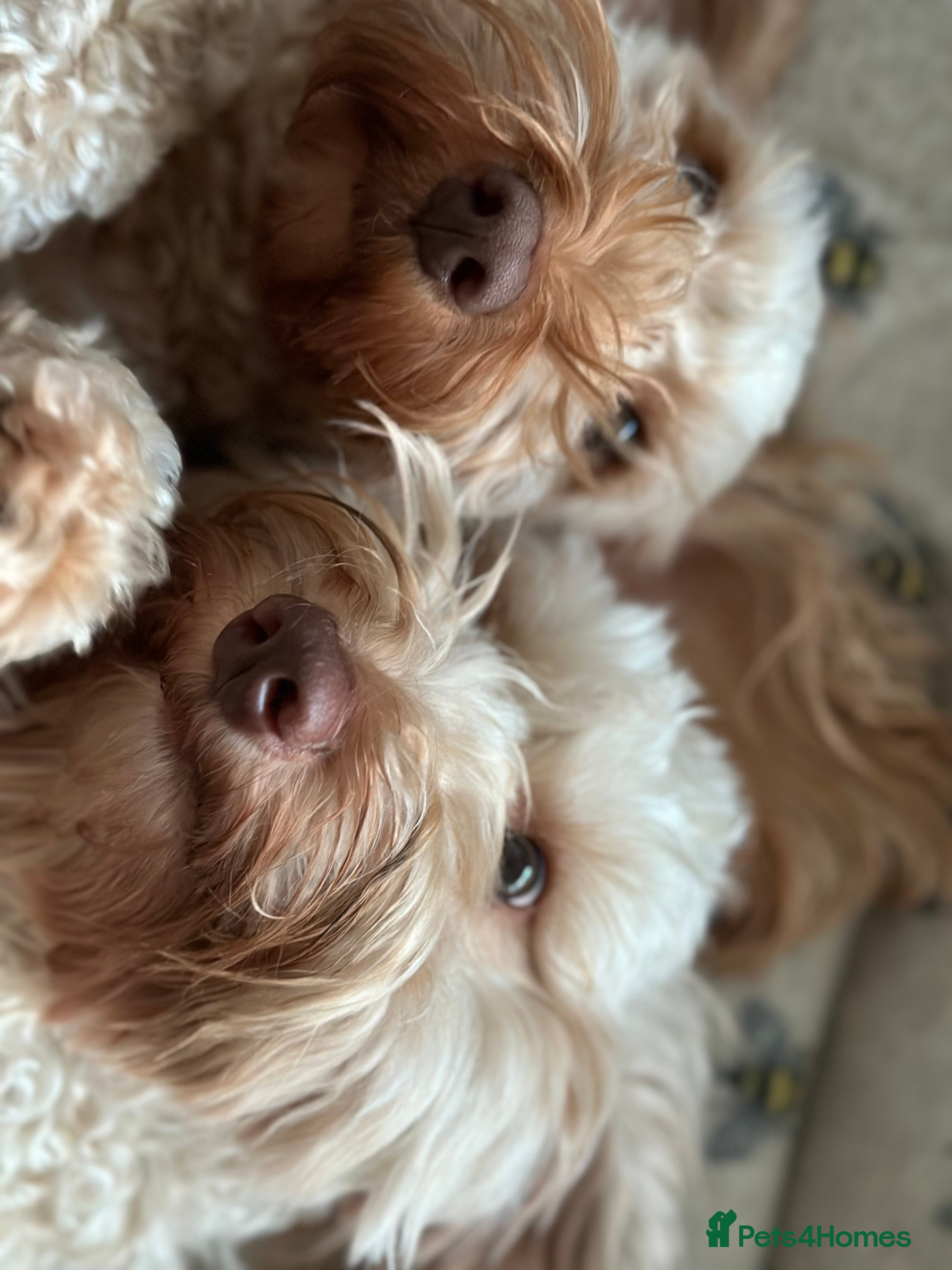 Cockapoo dogs Cockapoos for sale  - Advert 3