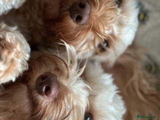 Cockapoo dogs Cockapoos for sale - Advert 1