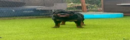 Rottweiler dogs for sale: rottweilers... - Advert 14