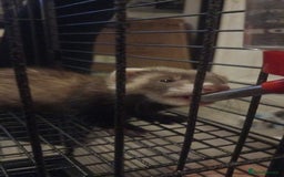 Ferret rodents for sale: 2 female ferrets - Image 1
