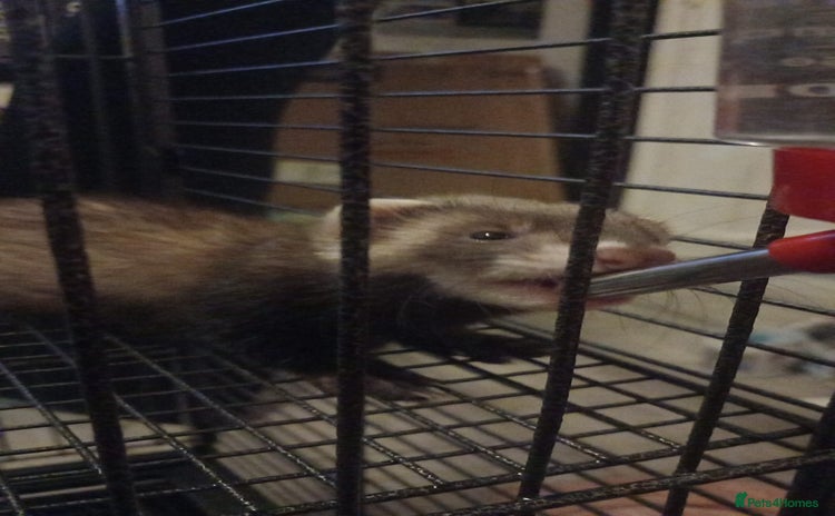 Ferret rodents - Advert 13