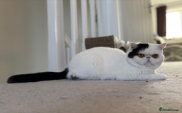 Exotic cats for sale: Exotic shorthair desperate to rehome - Image 3