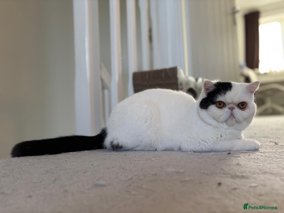 Exotic cats for sale: Exotic shorthair desperate to rehome - Image 3
