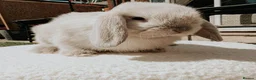 Mini Lop rabbits for sale: Pure Bred Mini Lops - Advert 8