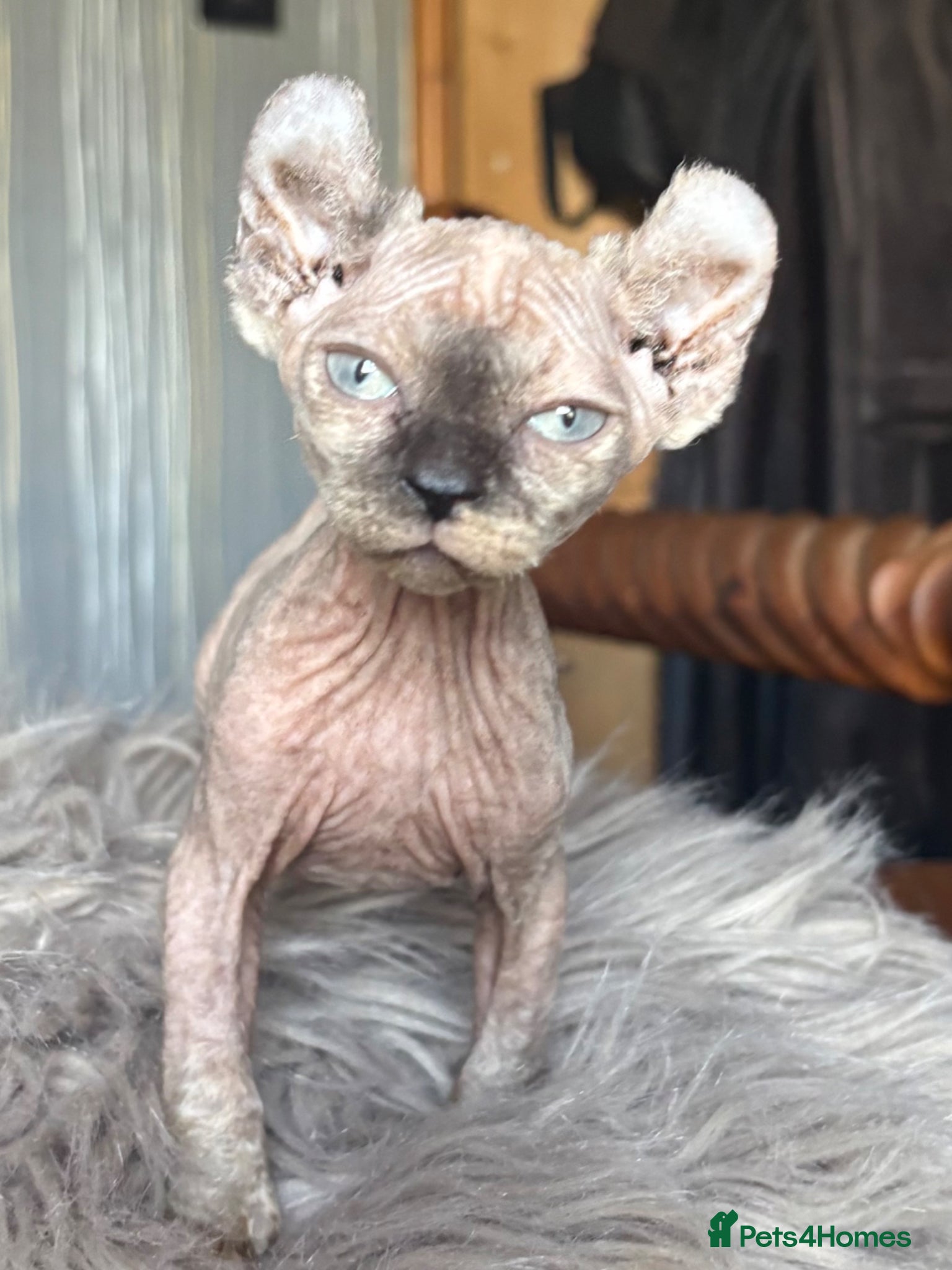 Sphynx cats Elf/Dwelf Sphynx kittens **Ready Now** - Advert 9