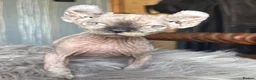 Sphynx cats for sale: **Ready Now** Last baby girl left - Advert 16