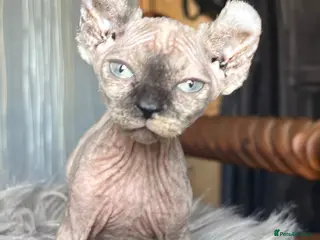 Sphynx cats Elf/Dwelf Sphynx kittens **Ready Now** - Advert 9
