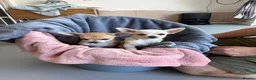 Chihuahua dogs for sale: 4 smooth coat apple head Chihuahua puppies - Advert 4
