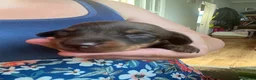 Miniature Dachshund dogs for sale:  Miniature Dachshund Puppies 🐾 in Newton Abbot - Advert 25