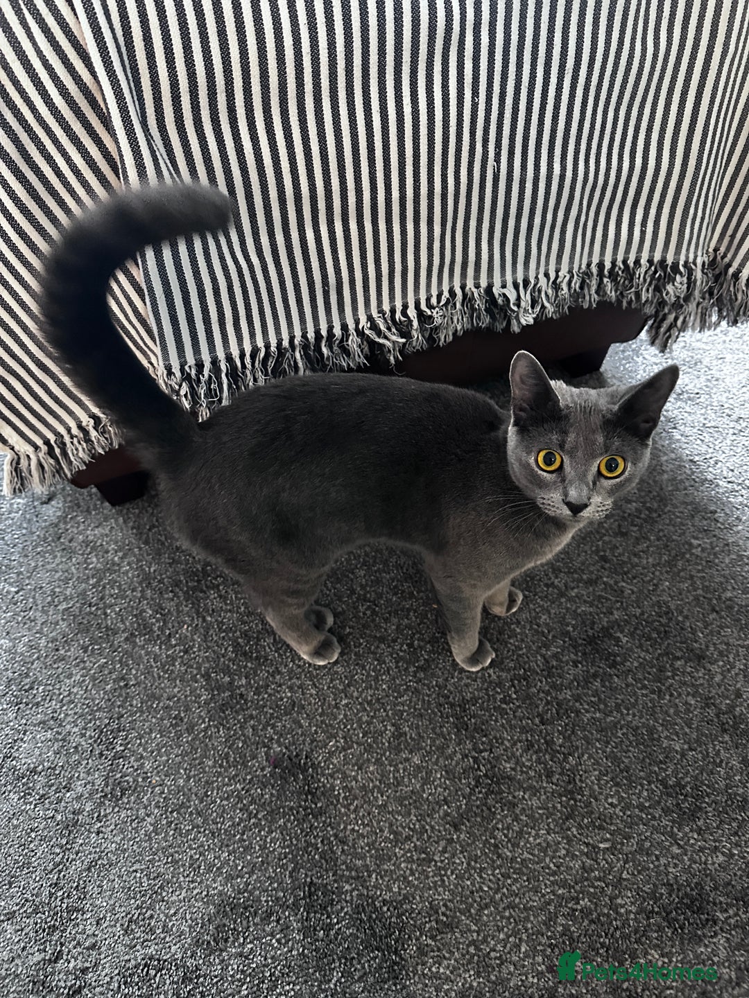 Mixed Breed cats for sale: Russian Blue x Bengal grey cat - Advert 1