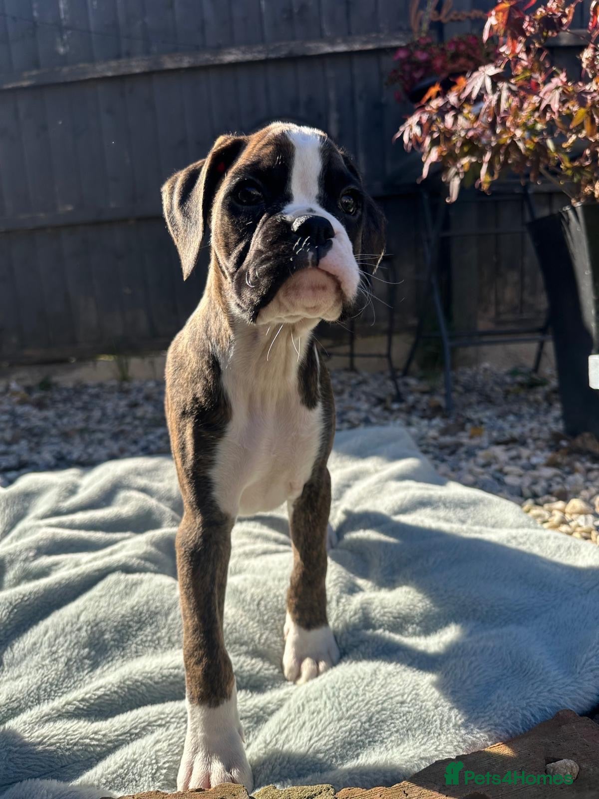Boxer dogs KC Registered Boxer Puppies - health tested - Advert 2