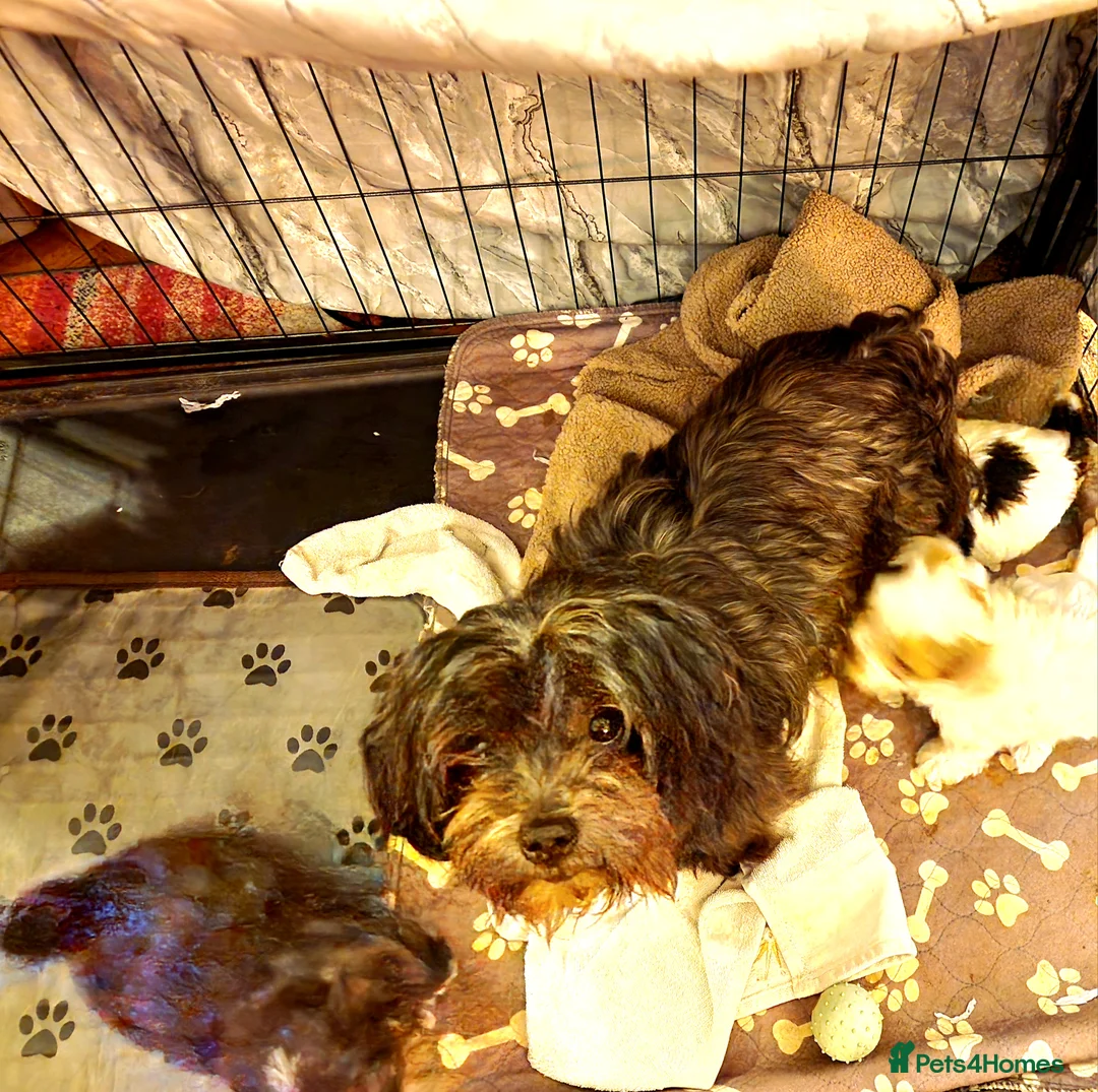 Maltese dogs for sale: F2 Maltese rare colouring in Dover - Advert 1