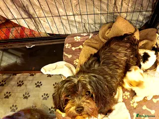 Maltese dogs F2 Maltese rare colouring in Dover - Advert 16