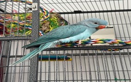 Ringnecks birds for sale: Hand reared Ringneck  - Image 1