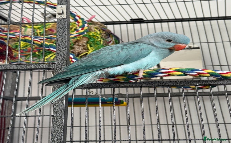 Ringnecks birds - Advert 1