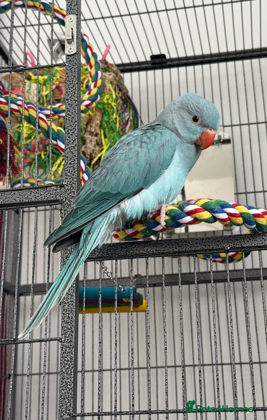Ringnecks birds for sale: Hand reared Ringneck  - Image 1