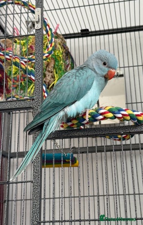 Ringnecks birds - Advert 2