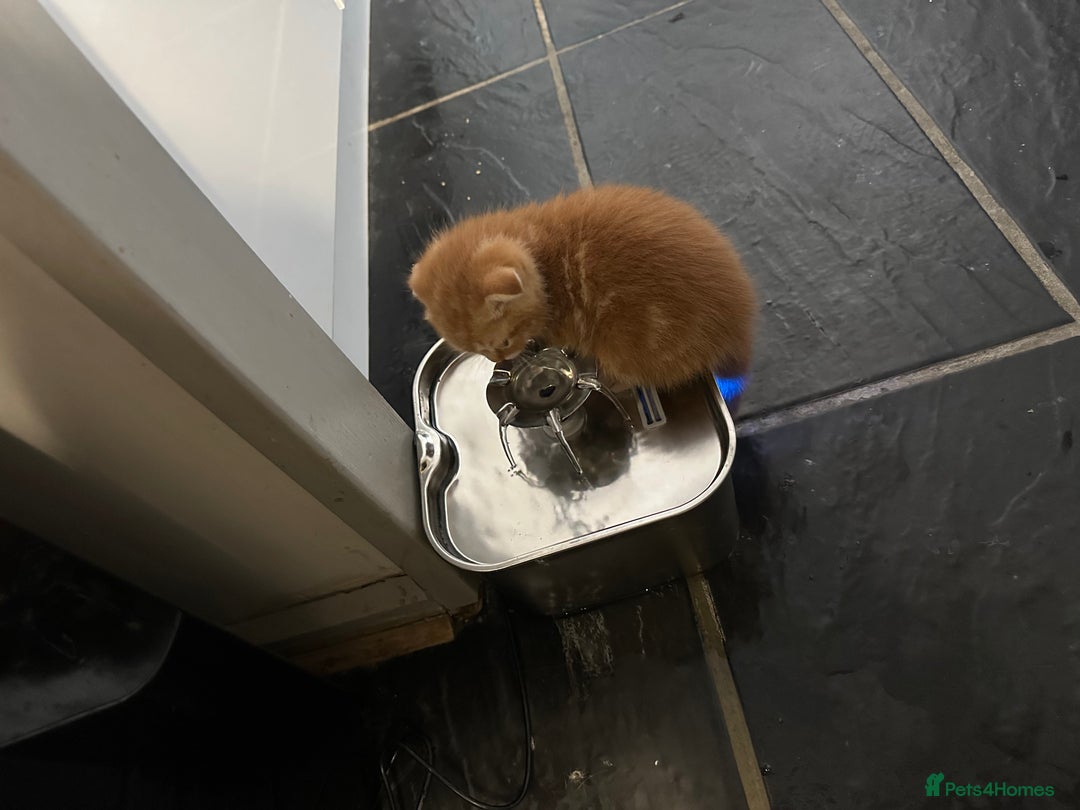 Scottish Fold cats for sale: Ginger Scottish fold/straights - Advert 3