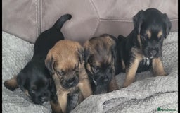 Border Terrier dogs for sale: Border Terrier Pups - Image 1