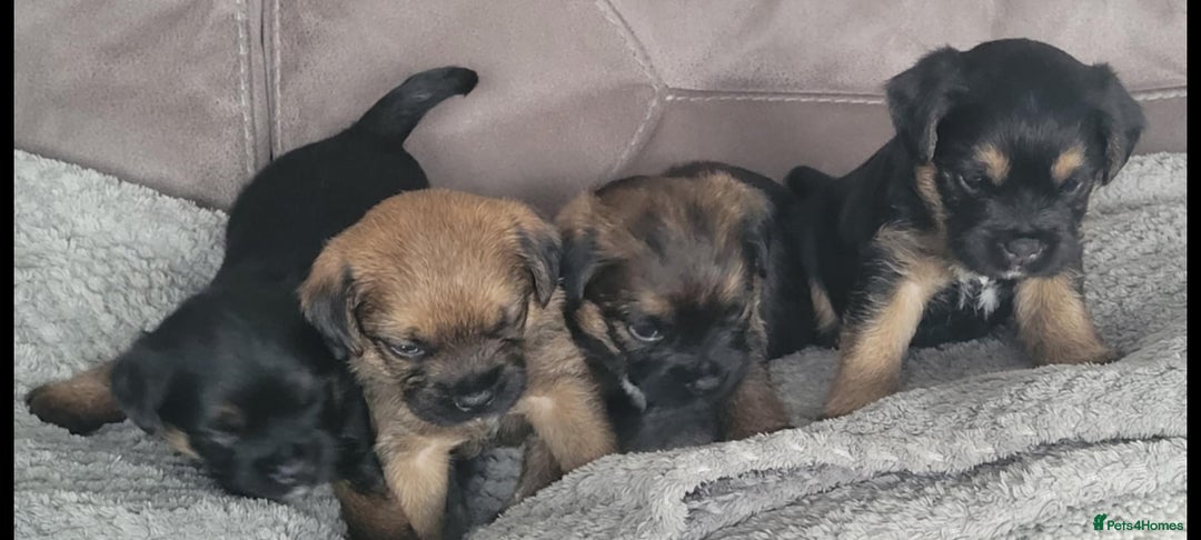 Border Terrier dogs for sale: Border Terrier Pups - Image 1