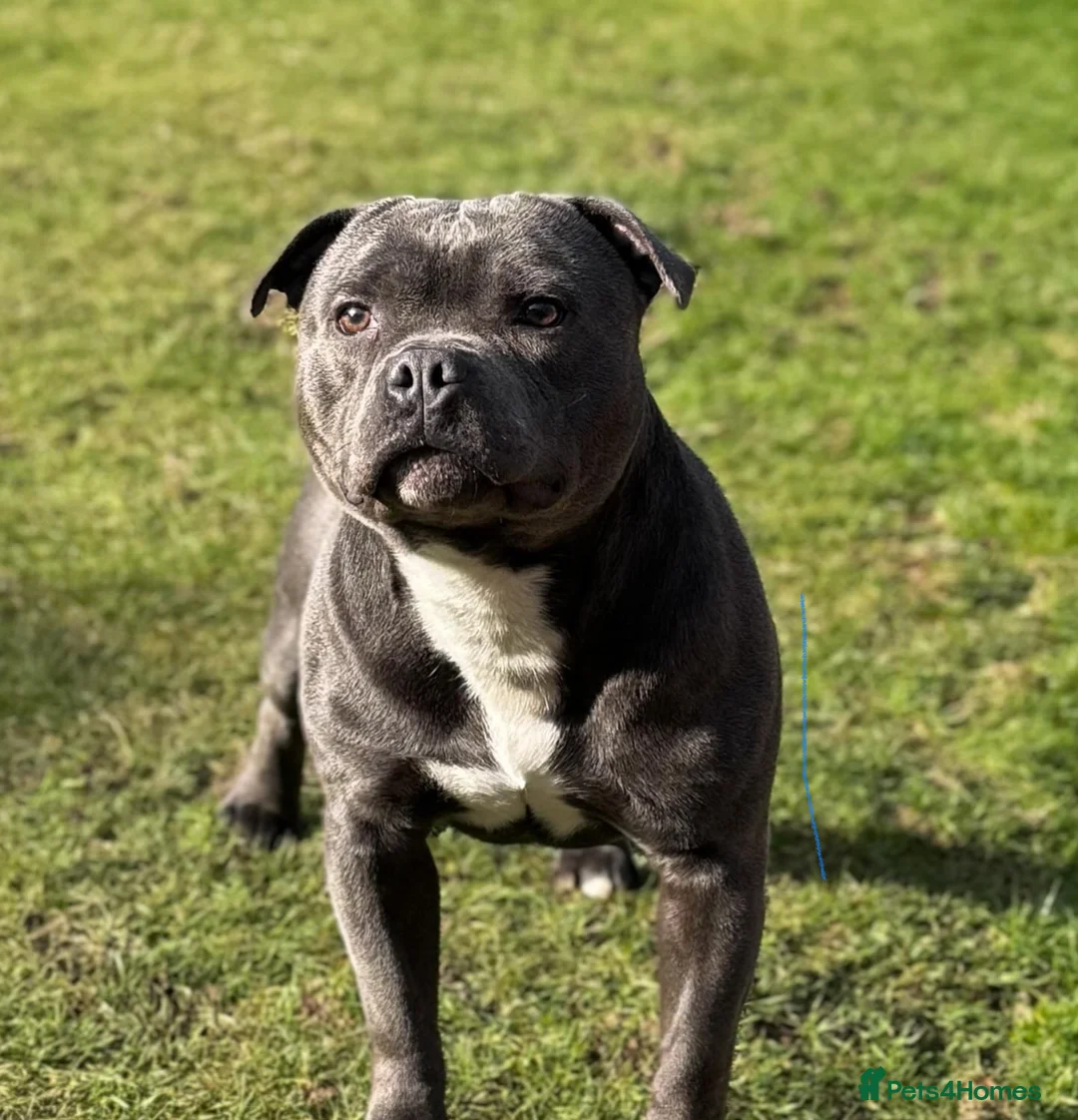 Staffordshire Bull Terrier dogs for stud: NARCOS! THE U.K’s FINEST STAFFY AVAILABLE NOW! in Nottingham - Advert 12