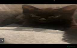 Mixed Breed cats for sale: Looking for a new home - Image 4