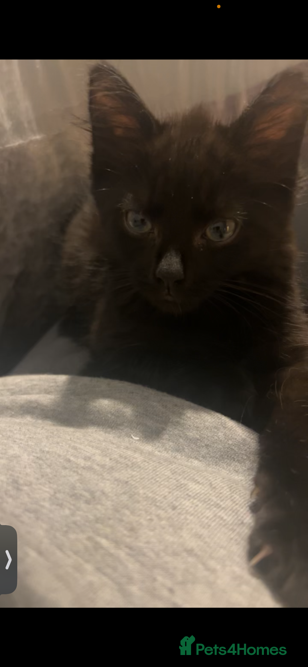 Mixed Breed cats for sale: Looking for a new home - Image 4